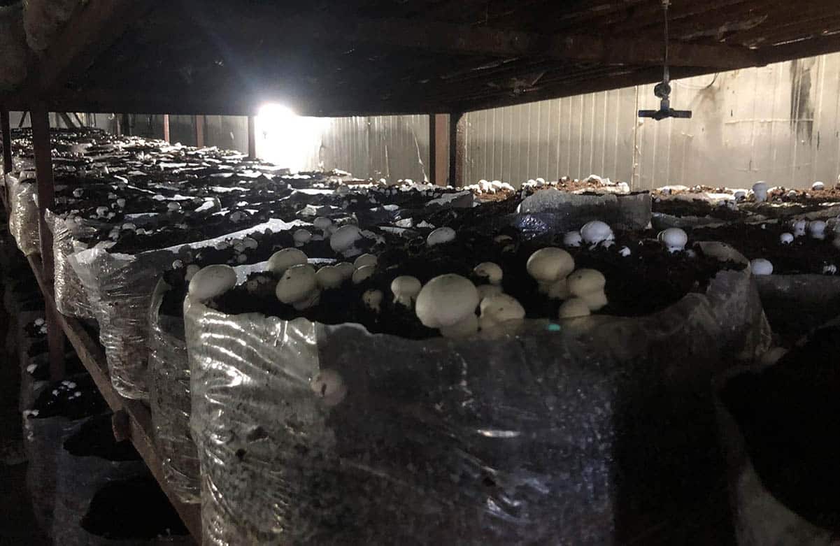 gobre chyau kheti milan 02 - Lumbini News च्याउ खेतीमा रमाएका इञ्जिनियर - Lumbini News