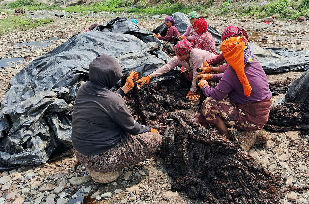 अल्लो उद्योगमा ३५ जना बढी महिलालाई रोजगारी - Lumbini News