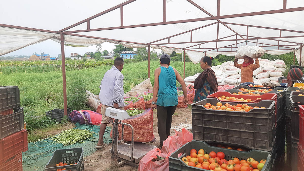 ‘बक्सिङ’ प्रशिक्षक राजुले तरकारी खेतीबाट कमाउँछन् वार्षिक ५० लाख - Lumbini News