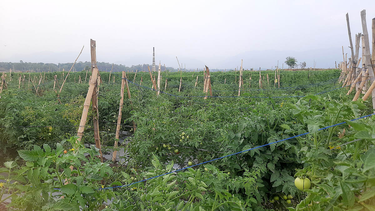 ‘बक्सिङ’ प्रशिक्षक राजुले तरकारी खेतीबाट कमाउँछन् वार्षिक ५० लाख - Lumbini News